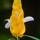 Pachystachys Lutea