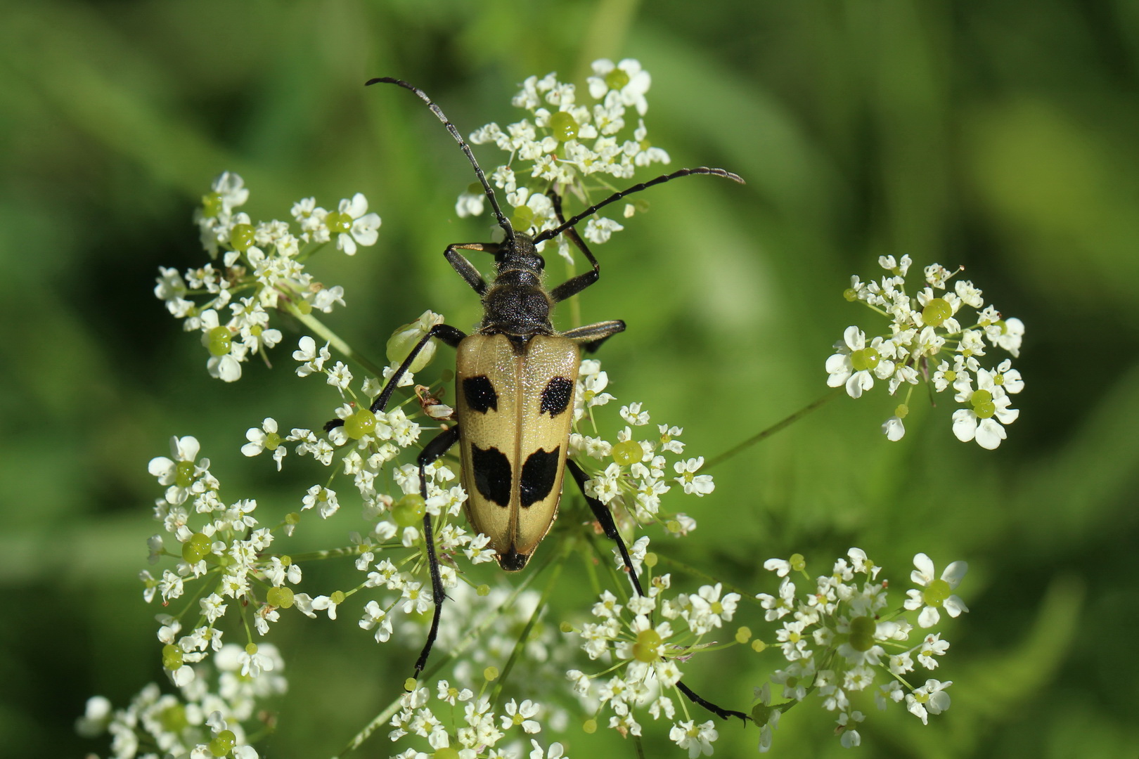 Pachyta quadrimaculata