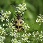 Pachyta quadrimaculata