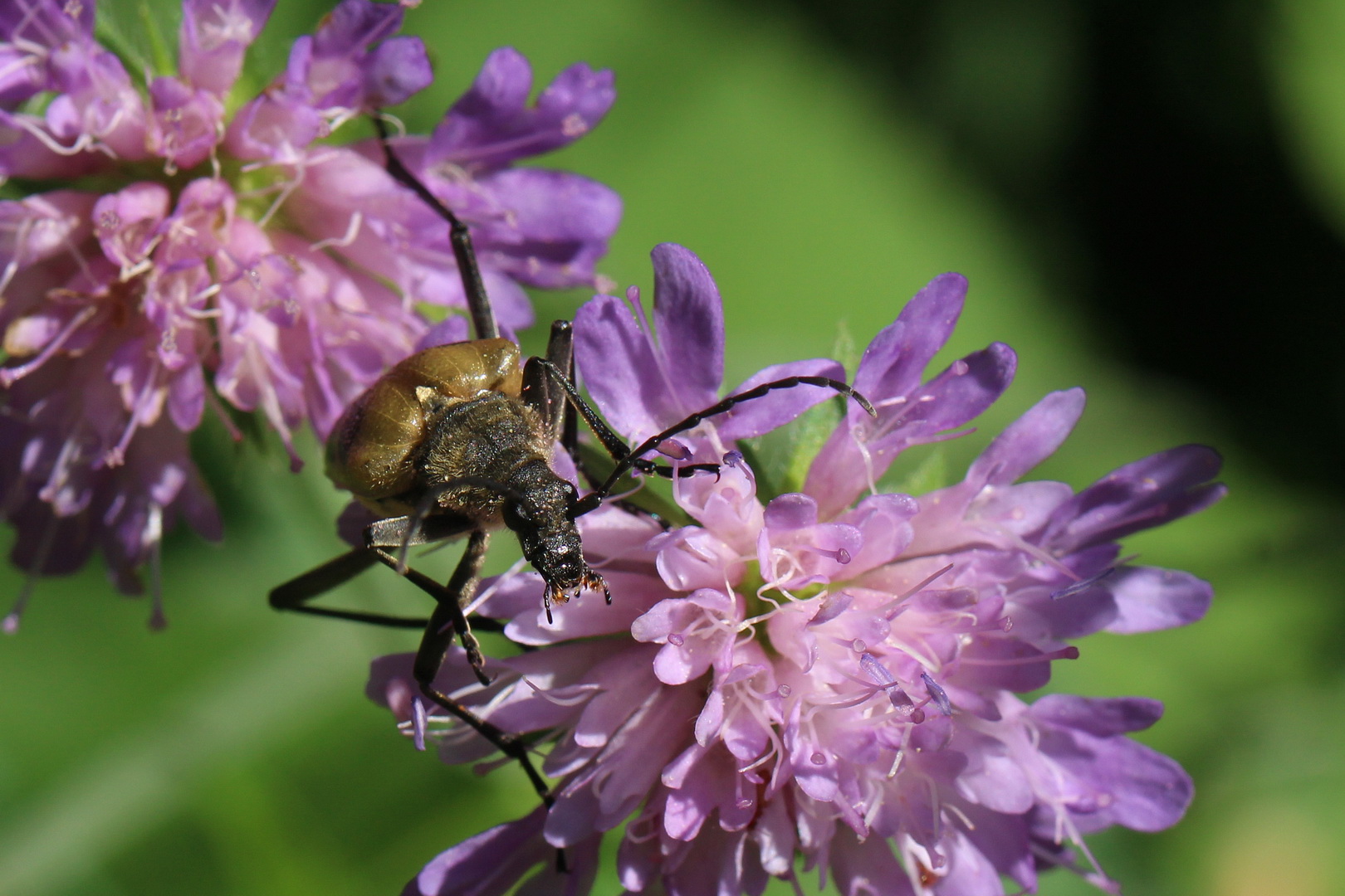 Pachyta quadrimaculata