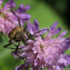 Pachyta quadrimaculata