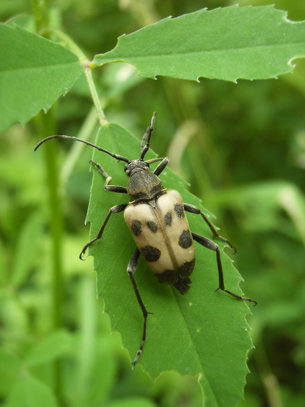 Pachytodes cerambyciformis