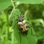 Pachytodes cerambyciformis