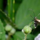 Pachytodes cerambyciformis