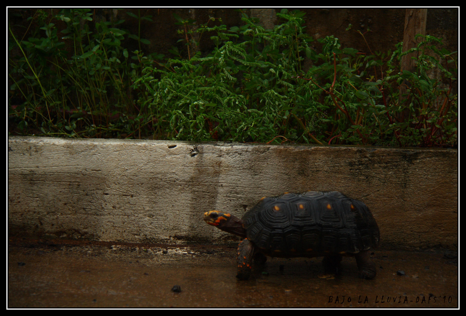 PACIENCIA BAJO LA LLUVIA....