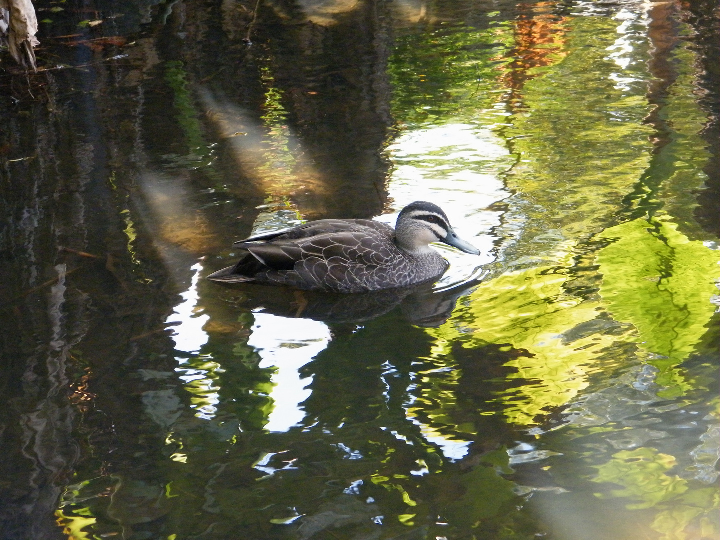 Pacific Black Duck