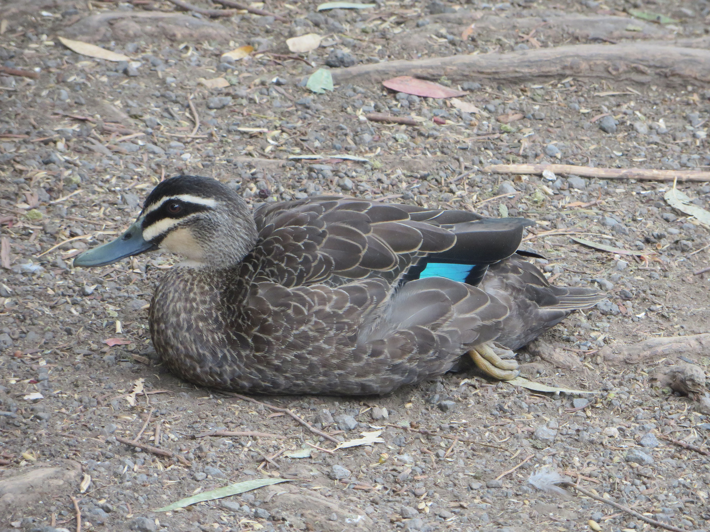 Pacific Black Duck  -  Augenbrauenente