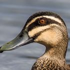 Pacific Black Duck im Profil