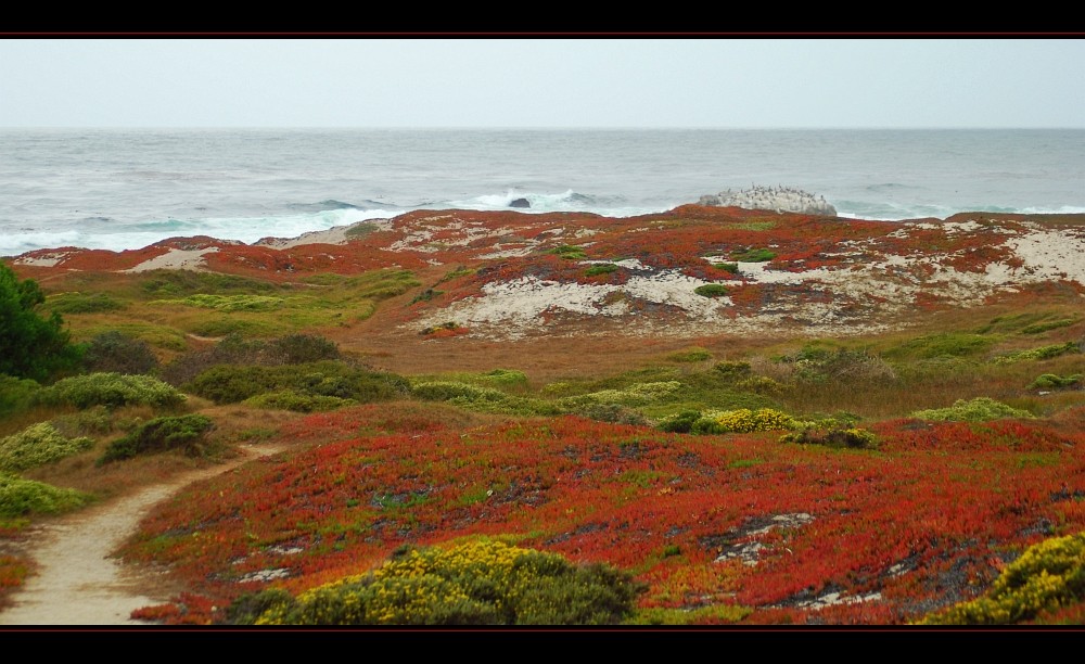 Pacific Grove Colors