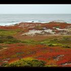 Pacific Grove Colors