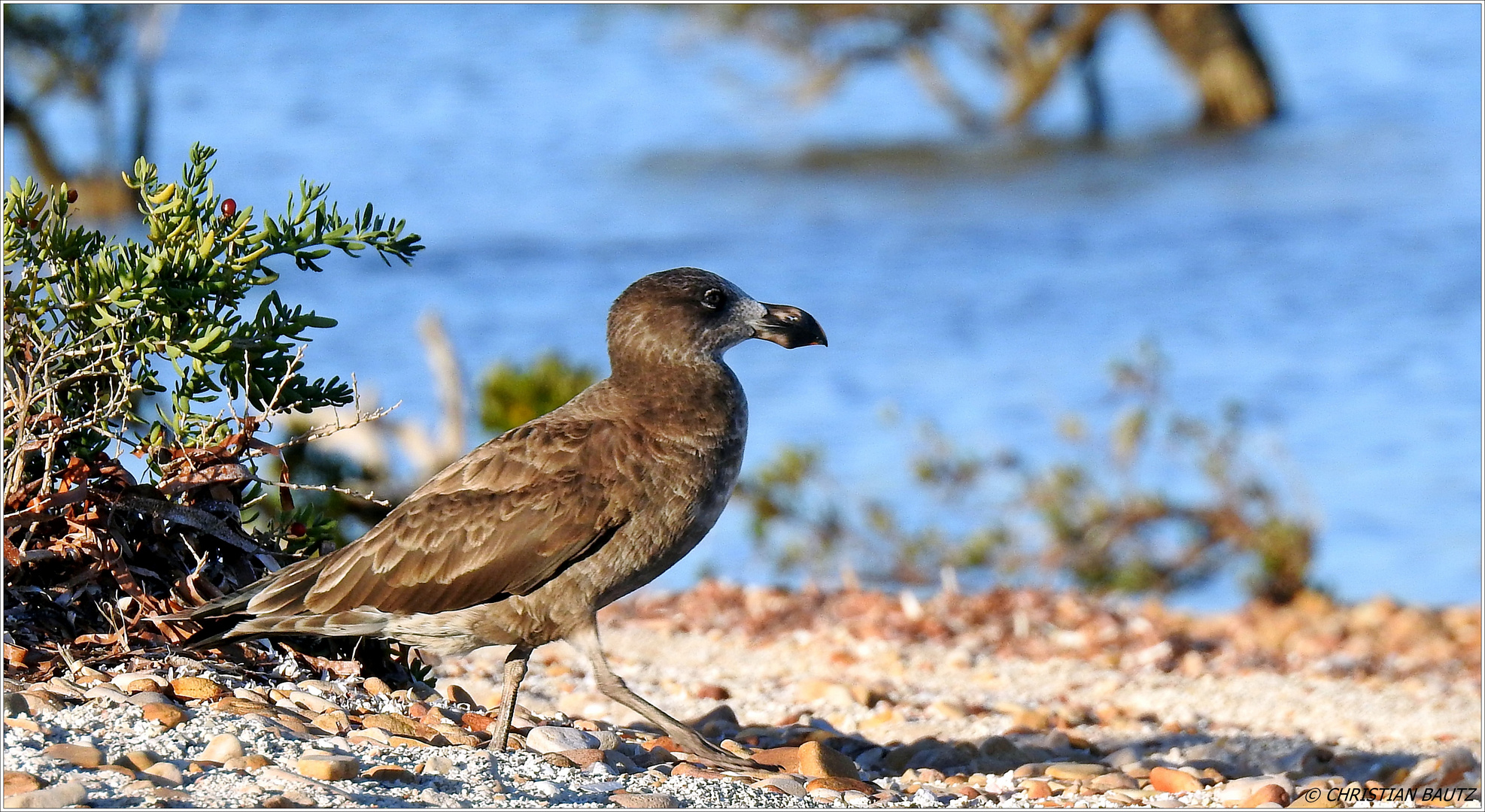 Pacific Gull