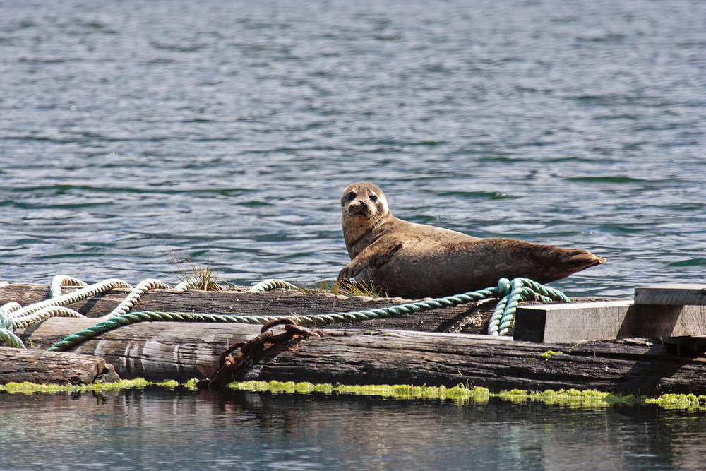 Pacific Harbor Seal in Tahsis