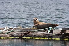Pacific Harbor Seal in Tahsis