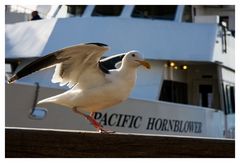 PACIFIC HORNBLOWER