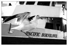 PACIFIC HORNBLOWER (sw)