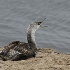 Pacific Loon