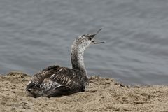 Pacific Loon