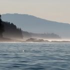 Pacific Northwest Moments - Morning Mist