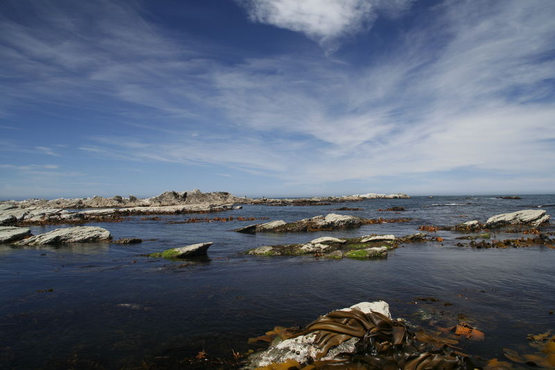 Pacific ocean seal colony in Kaikoura