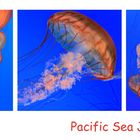 Pacific Sea Jelly