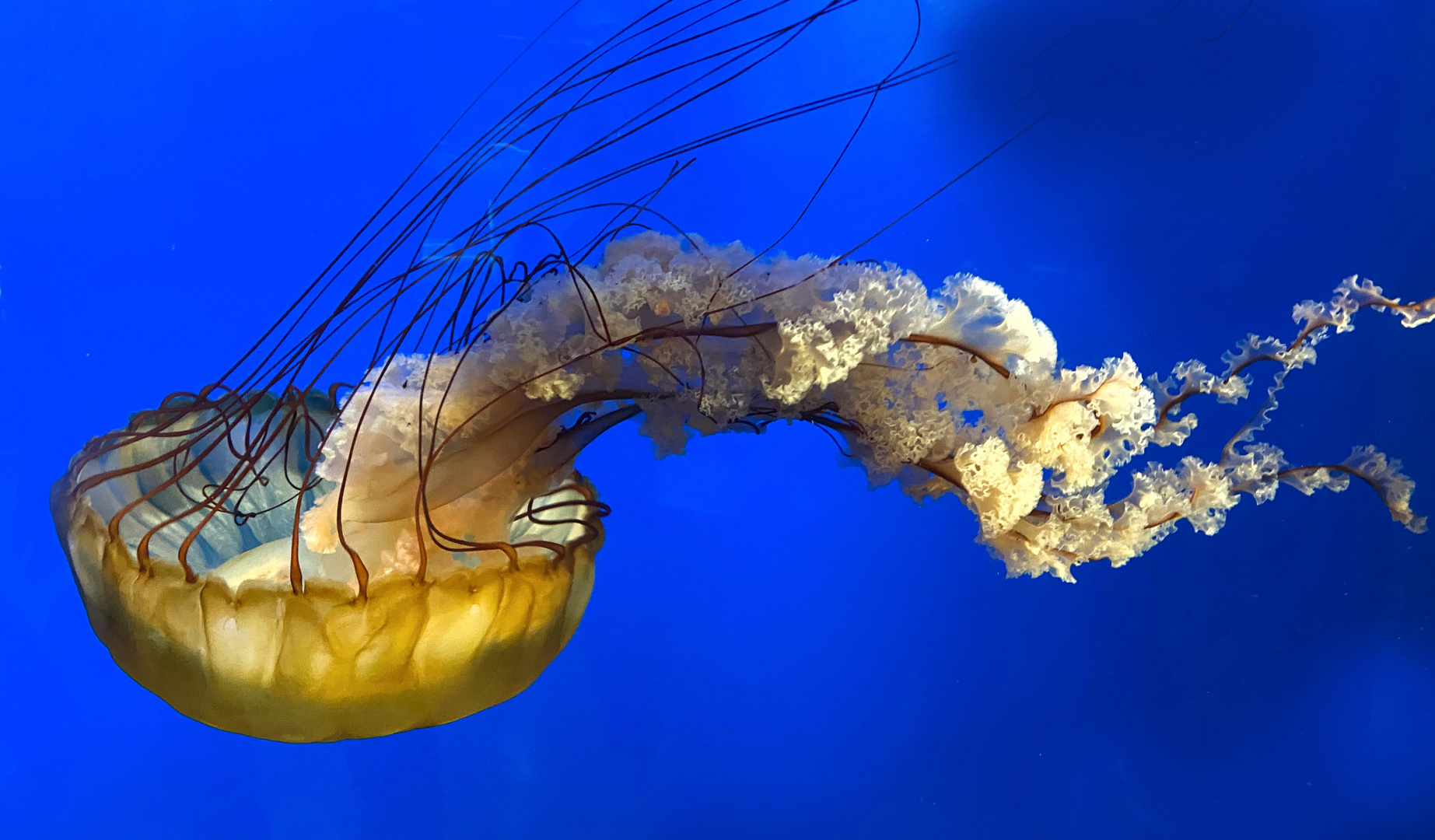 Pacific Sea Nettle