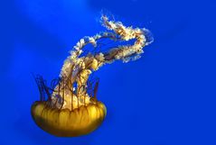 Pacific Sea Nettle..