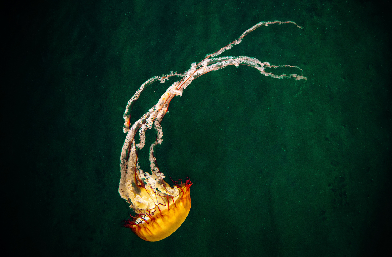 Pacific Sea Nettle