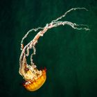 Pacific Sea Nettle