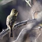 Pacific-Slope Flycatcher