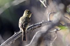 Pacific-Slope Flycatcher