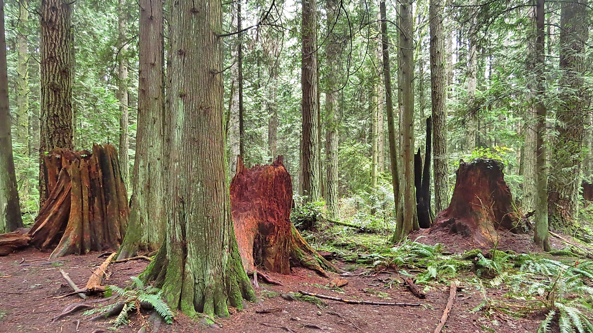 Pacific Spirit  Park