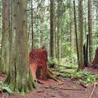 Pacific Spirit  Park