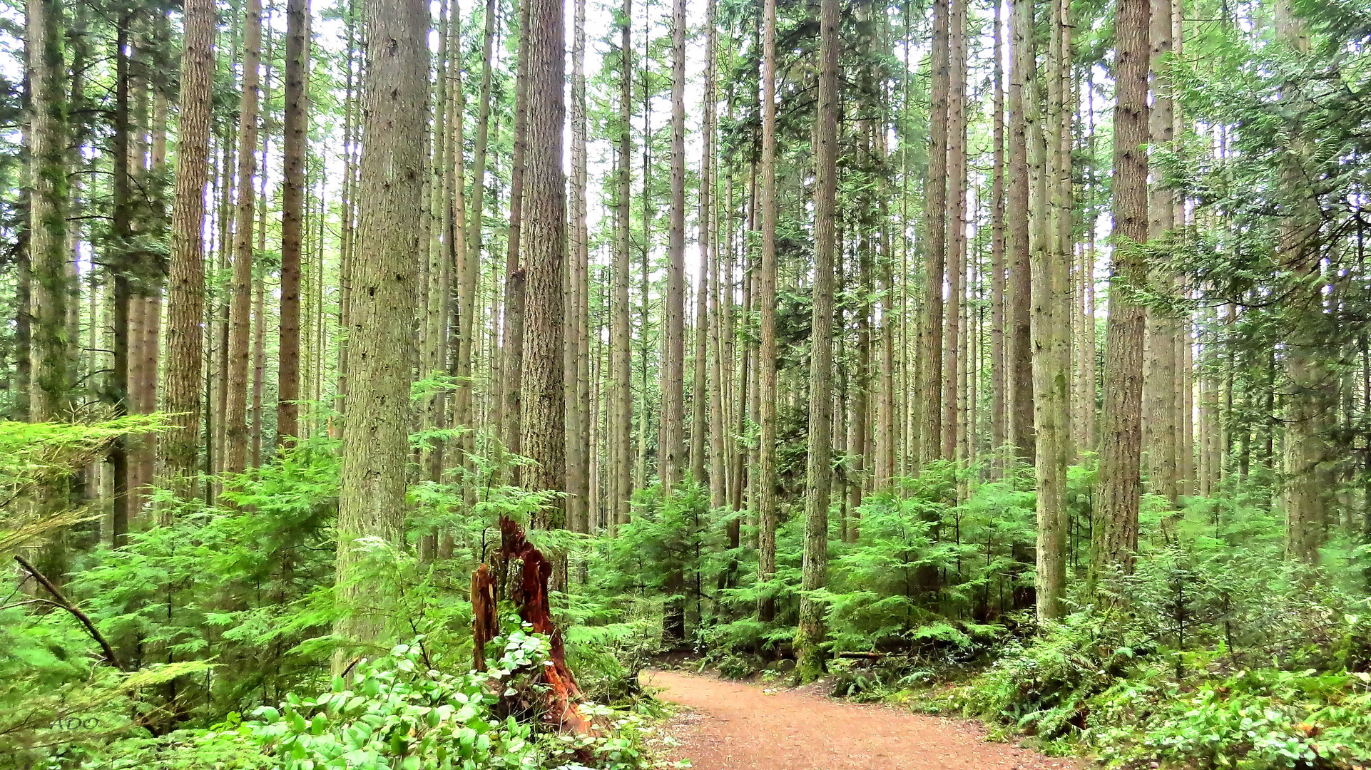 Pacific Spirit Park Trees