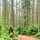 Pacific Spirit Park Trees