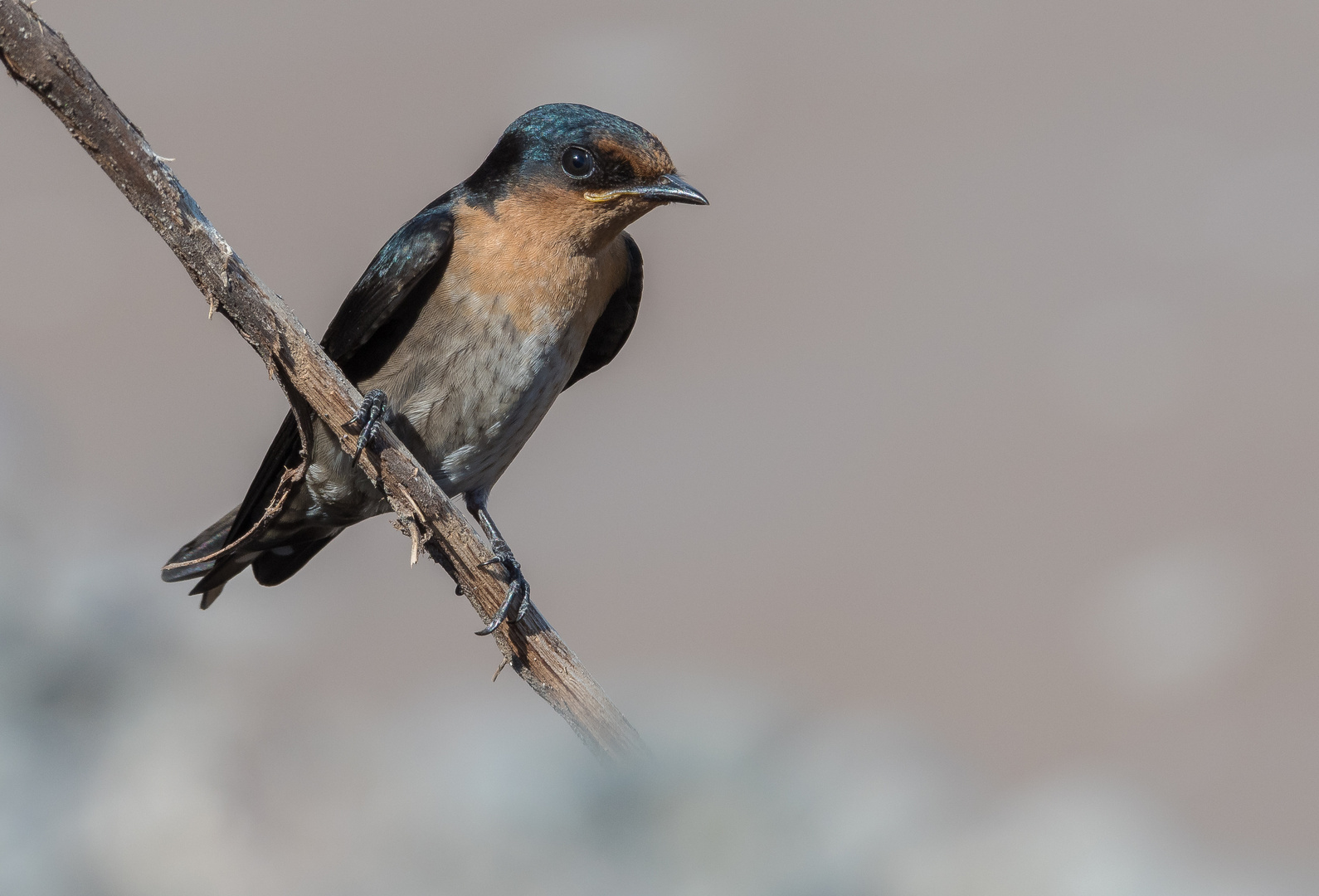 Pacific Swallow