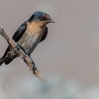 Pacific Swallow