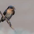 Pacific Swallow