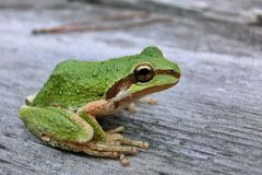 Pacific Treefrog