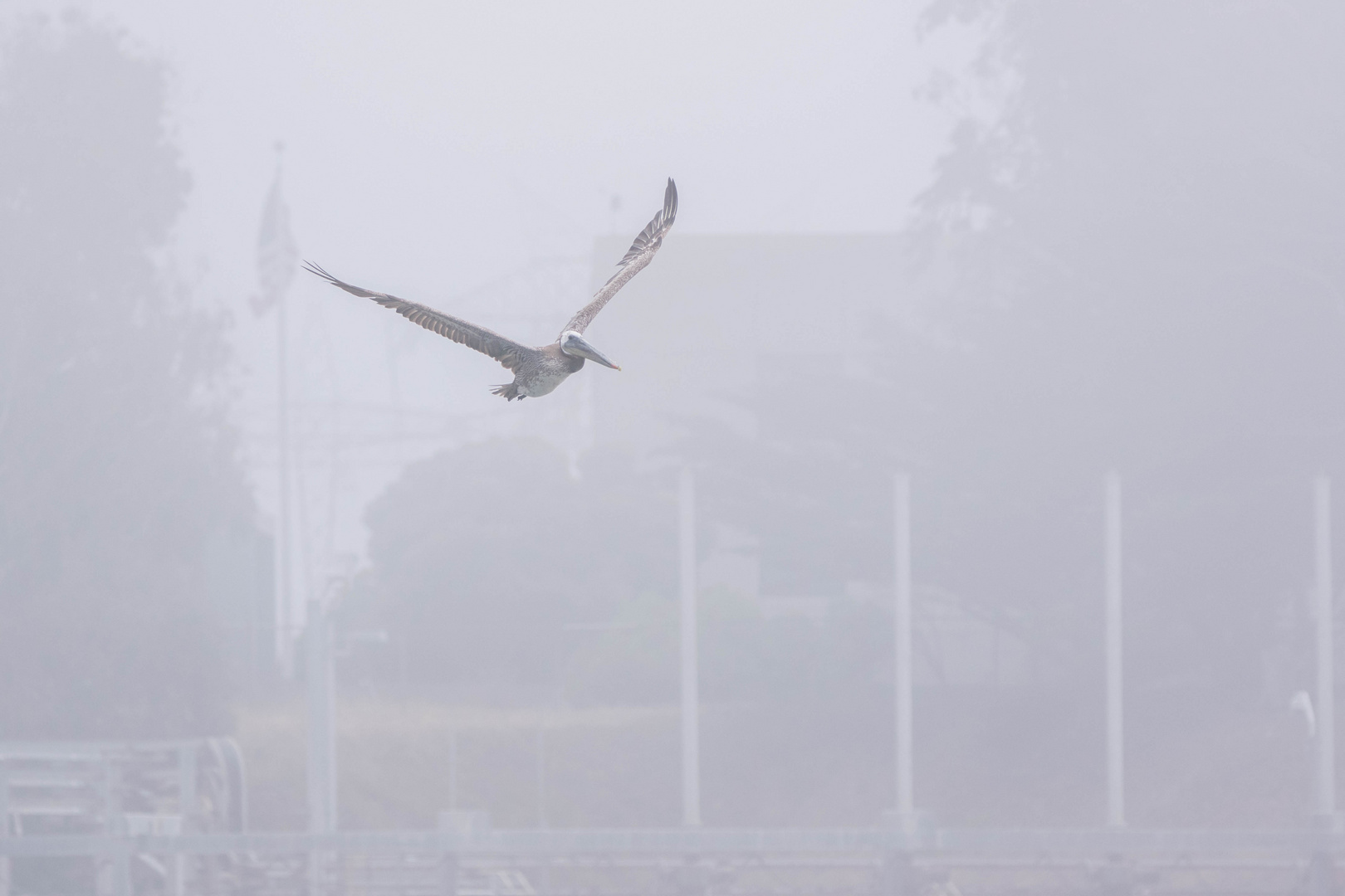 Pacific Wildlife