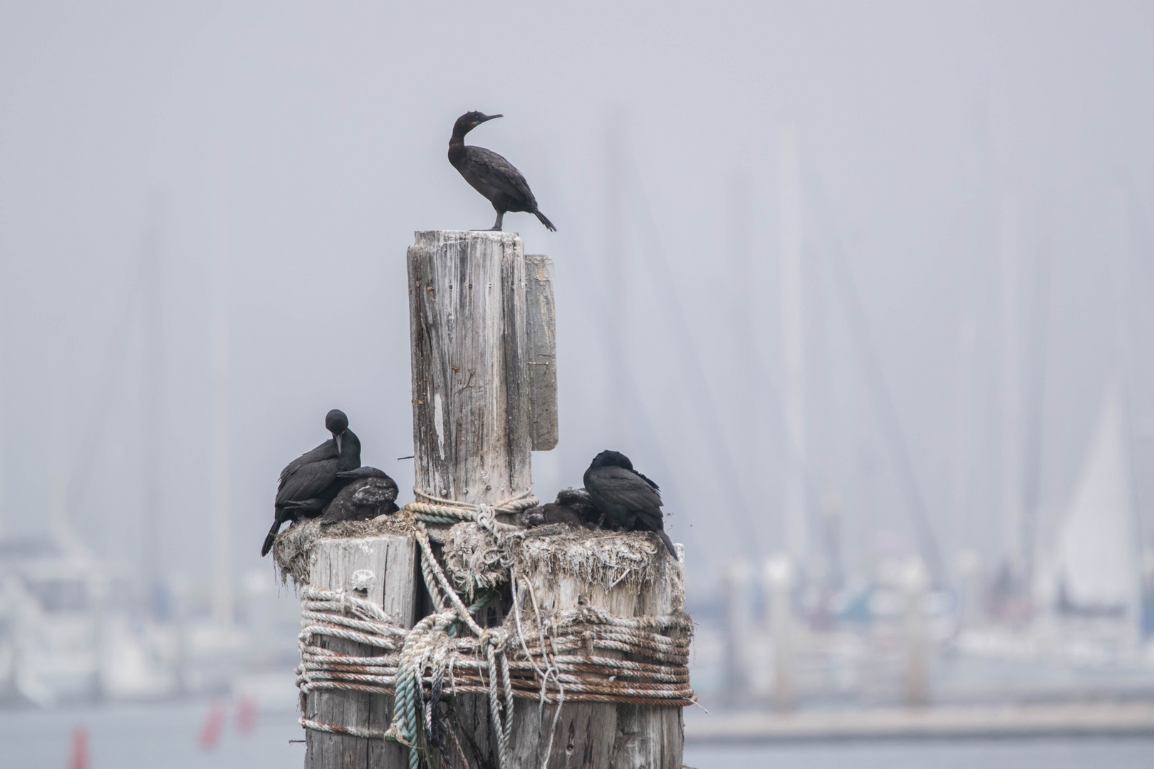 Pacific Wildlife