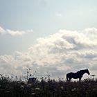 Pack deine Tasche und komm mit mir zum Horizont.