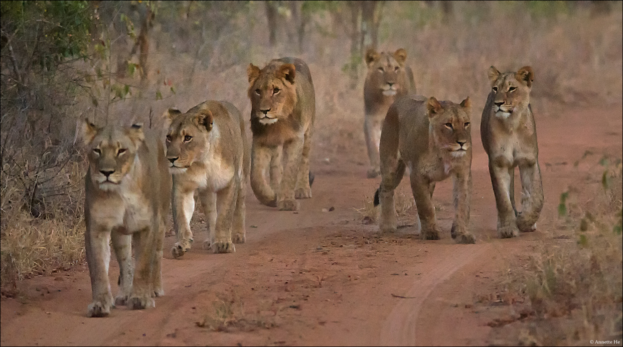 Pack of Lions