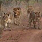 Pack of Lions