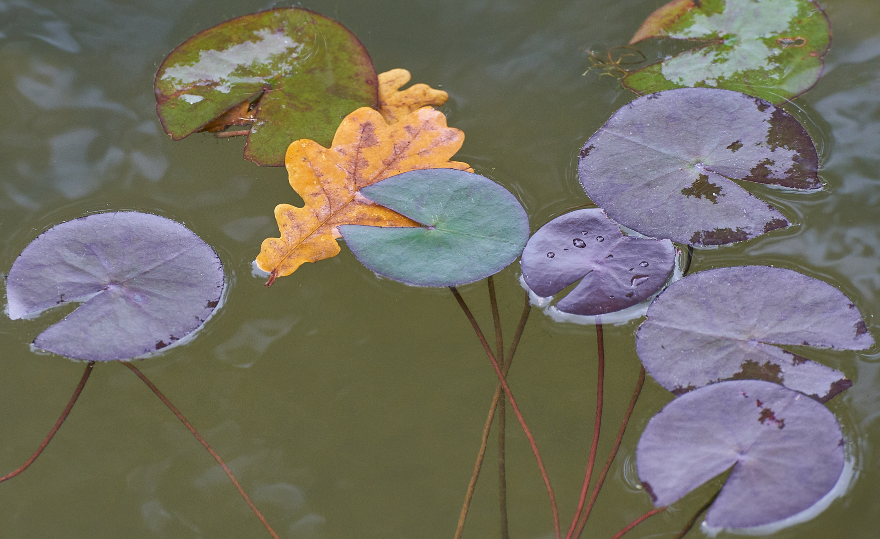 Pacmen im Seerosenteich