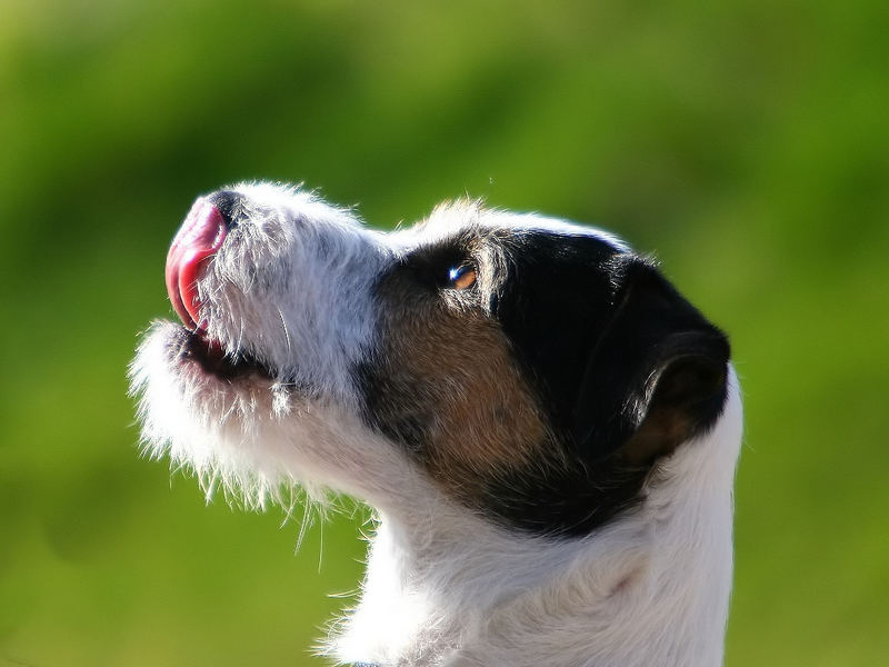 Paco ein "befreundeter" Parson Russell Terrier