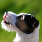 Paco ein "befreundeter" Parson Russell Terrier