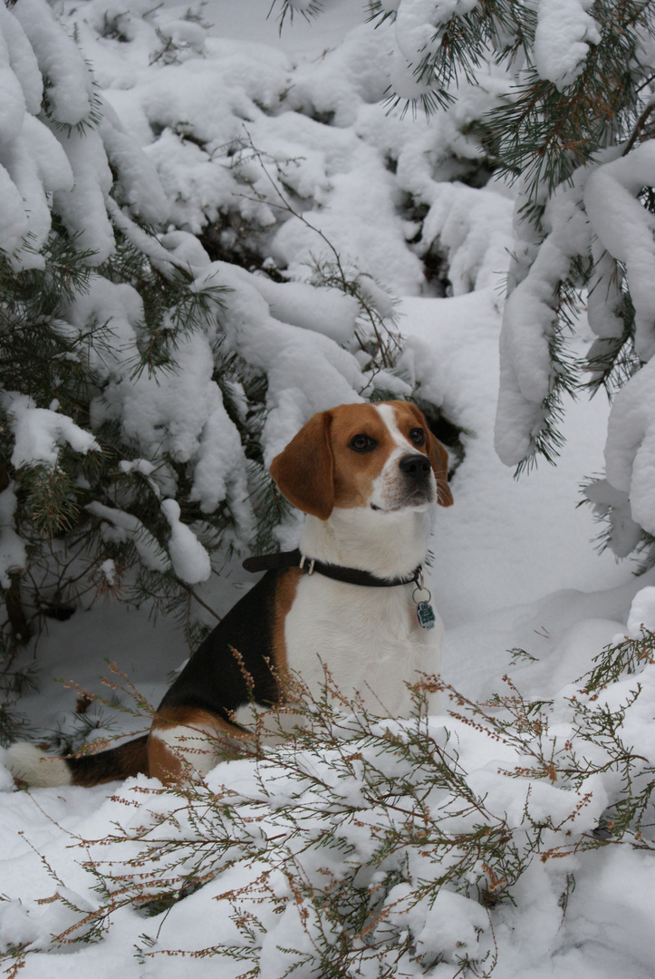 Paco im Schnee