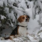 Paco im Schnee