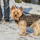 Paco in eine neue Winterjacke!!