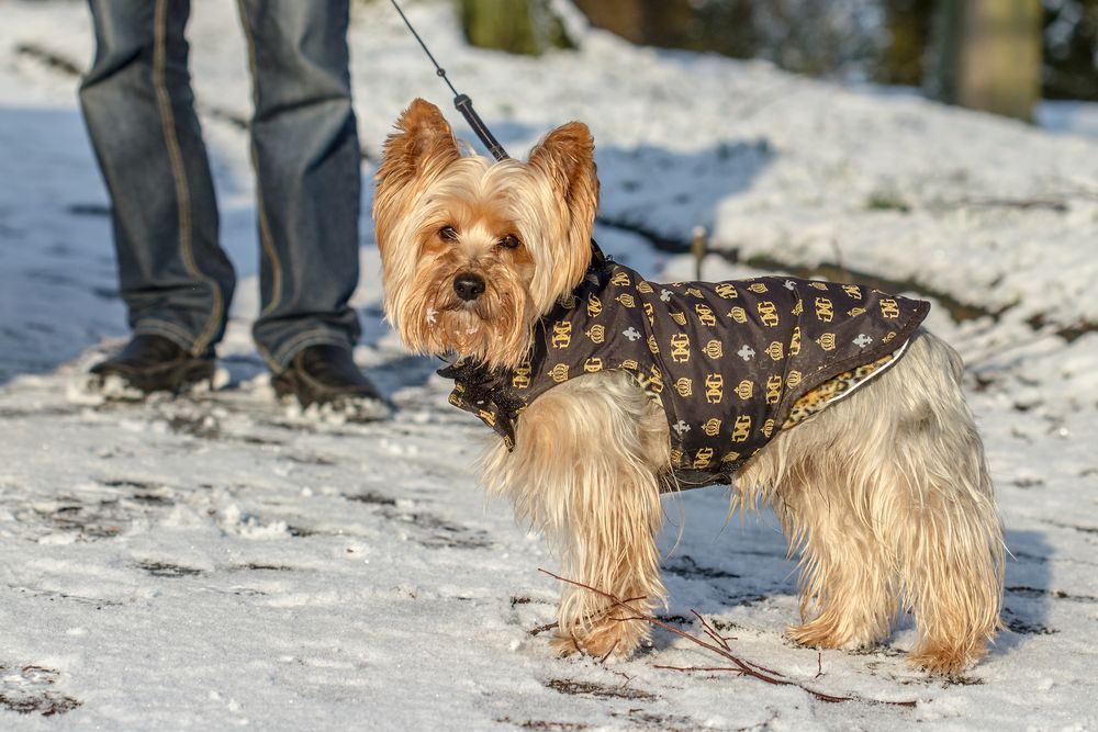 Paco in eine neue Winterjacke!!